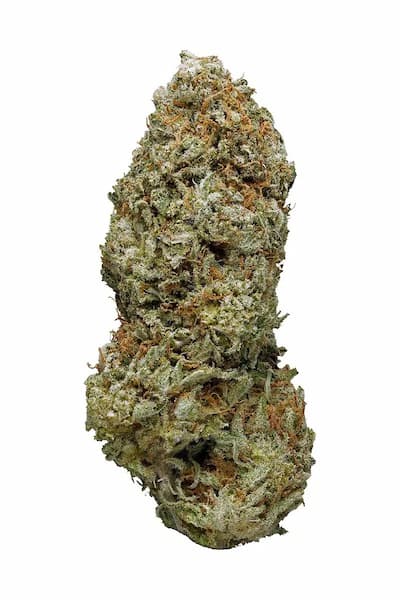 Auto Twilight Zlush > Original Sensible Seeds | Autoflowering Cannabis   |  Indica